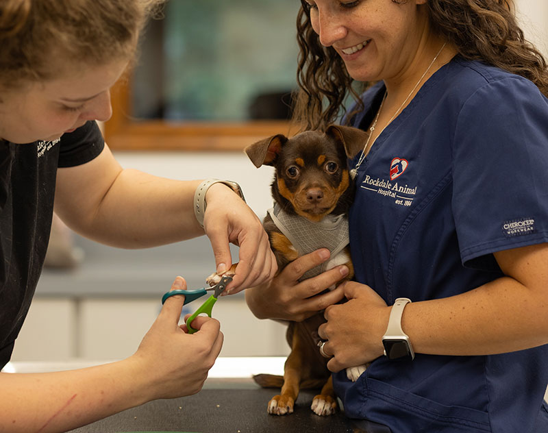 Vet Careers in Rockdale