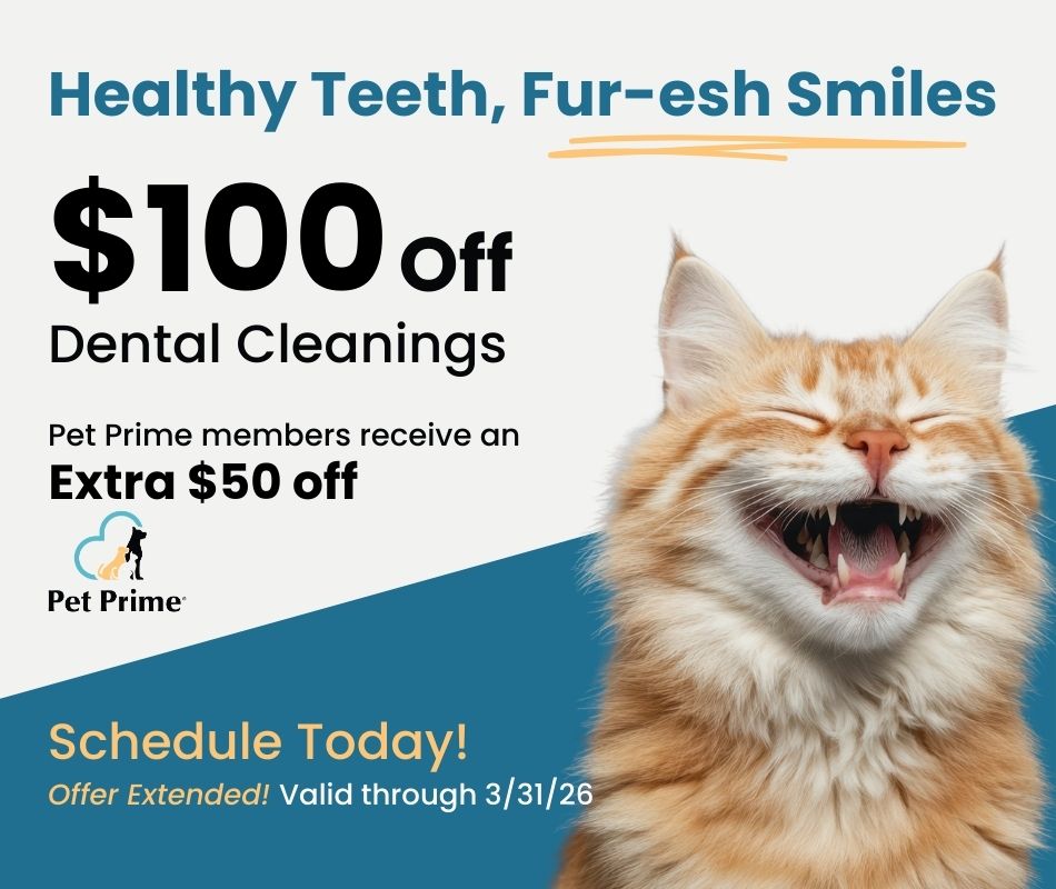 Dental Cleaning Special