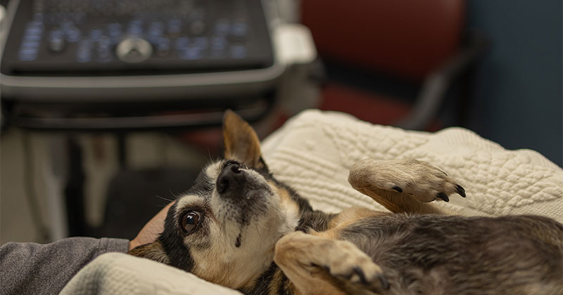 Advanced Diagnostics